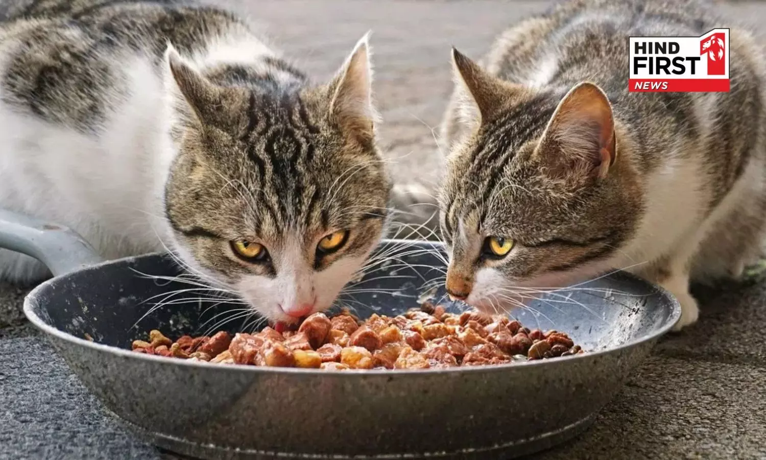 A unique service in China, a man earned 2.1 million rupees by feeding cats A unique service in China, a man earned 2.1 million rupees by feeding cats