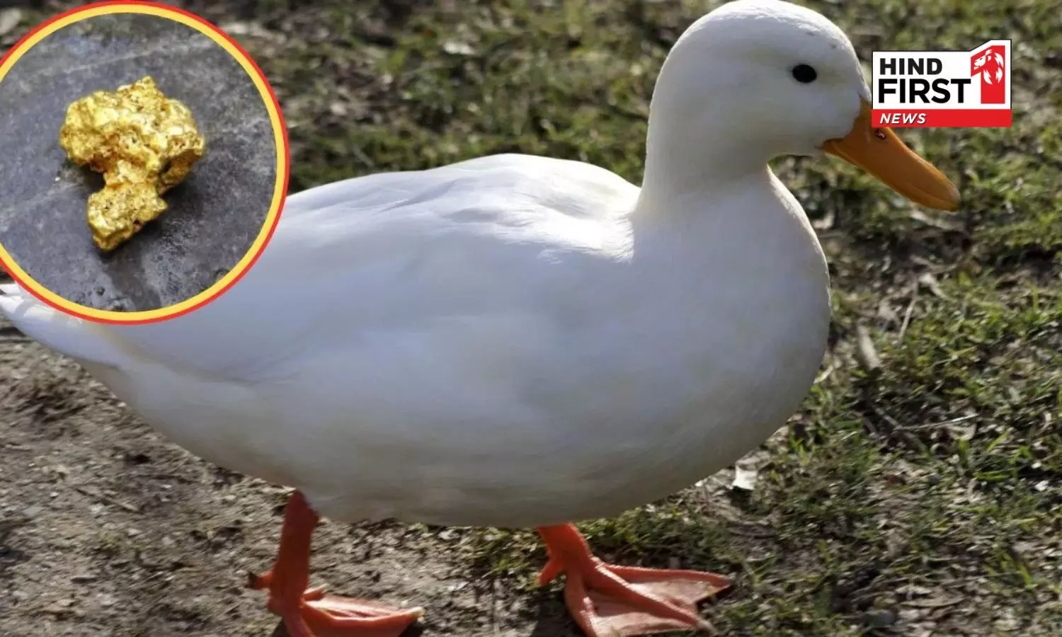 Viral! Man becomes rich instantly, 10 grams of gold found in pet ducks stomach