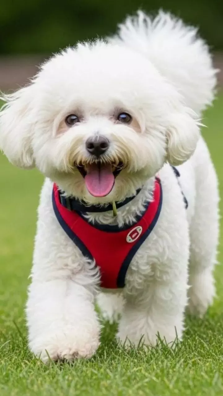 7 Small Dog Breeds That Bring Big Fun Home