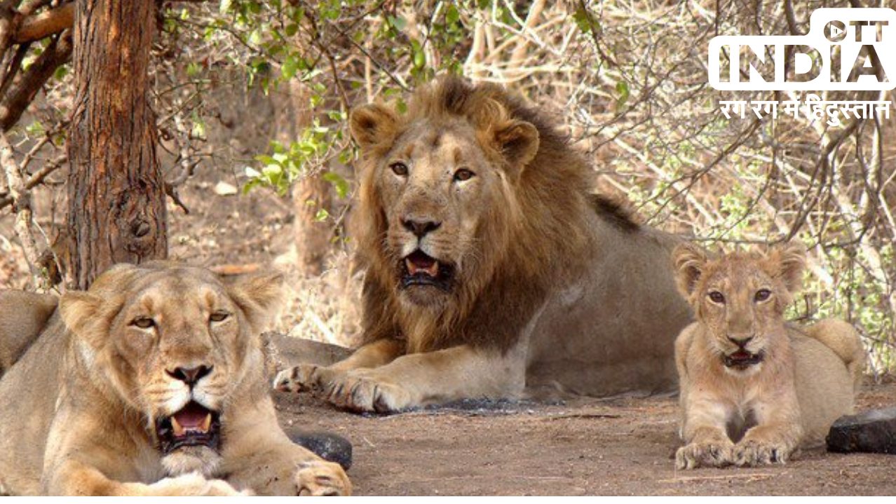 Cyclone Biparjoy: Gujarats Asiatic lion Conservation efforts in Gir