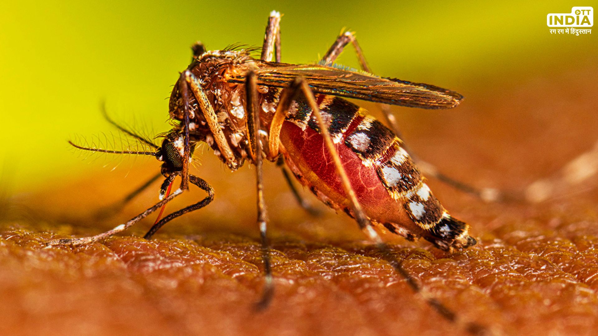 Dengue Cases on the Rise: What Preventive Measures Should Be Implemented