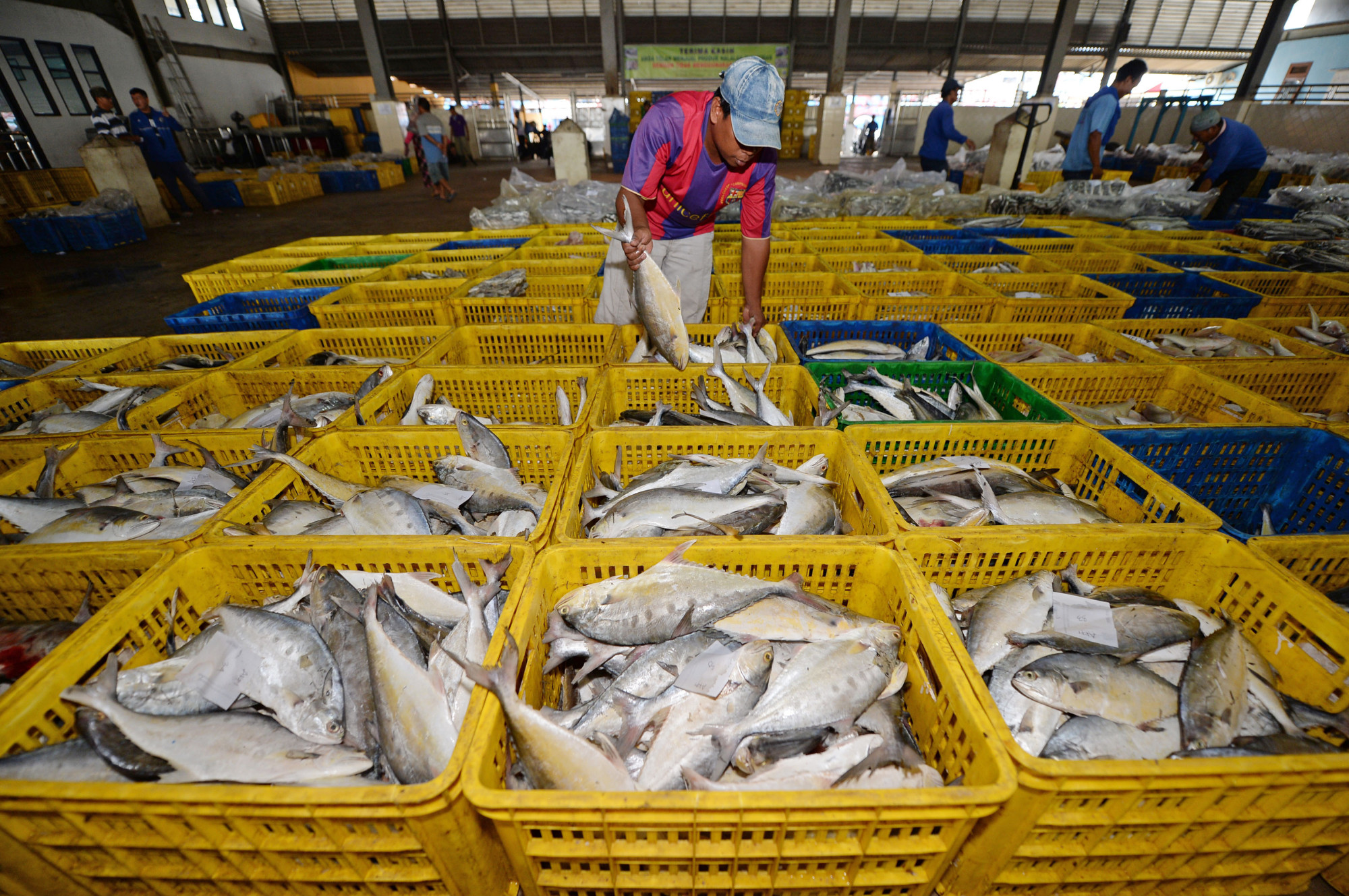 79 exporters received permits from Dhaka's Chief Controller of Imports and Exports, allowing them to each export 50 metric tonnes of hilsa
