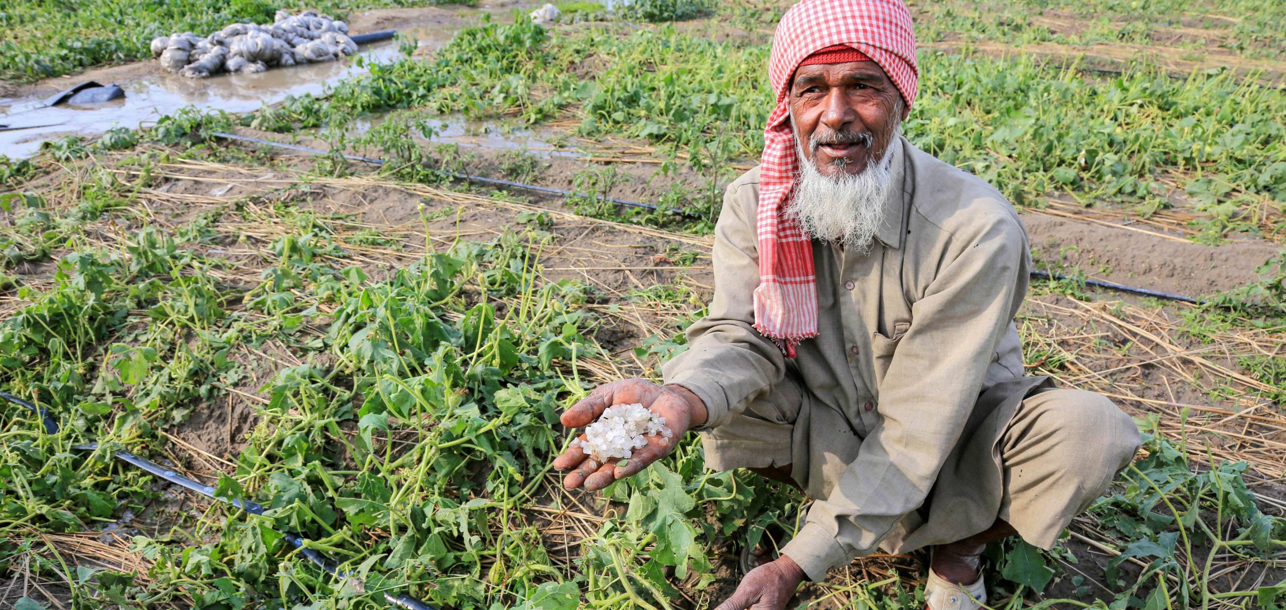 There was a price drop as a result of the abundant crop arrival in mandis. Multiple instances of unseasonal rain and hailstorms that lasted for at least three months began in March