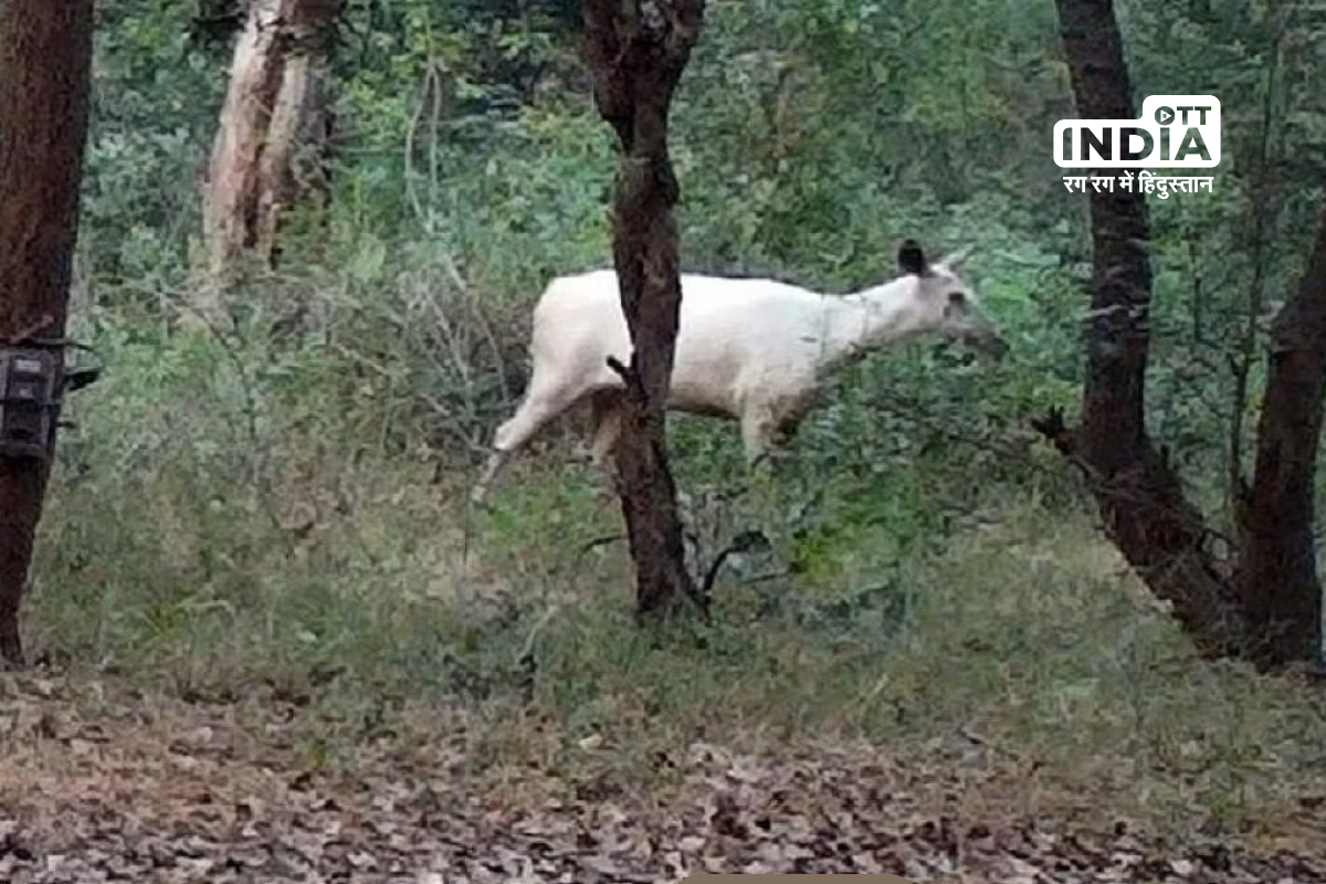 Rare White Sambar Deer Spotted for the First Time in Cauvery Wildlife Sanctuary