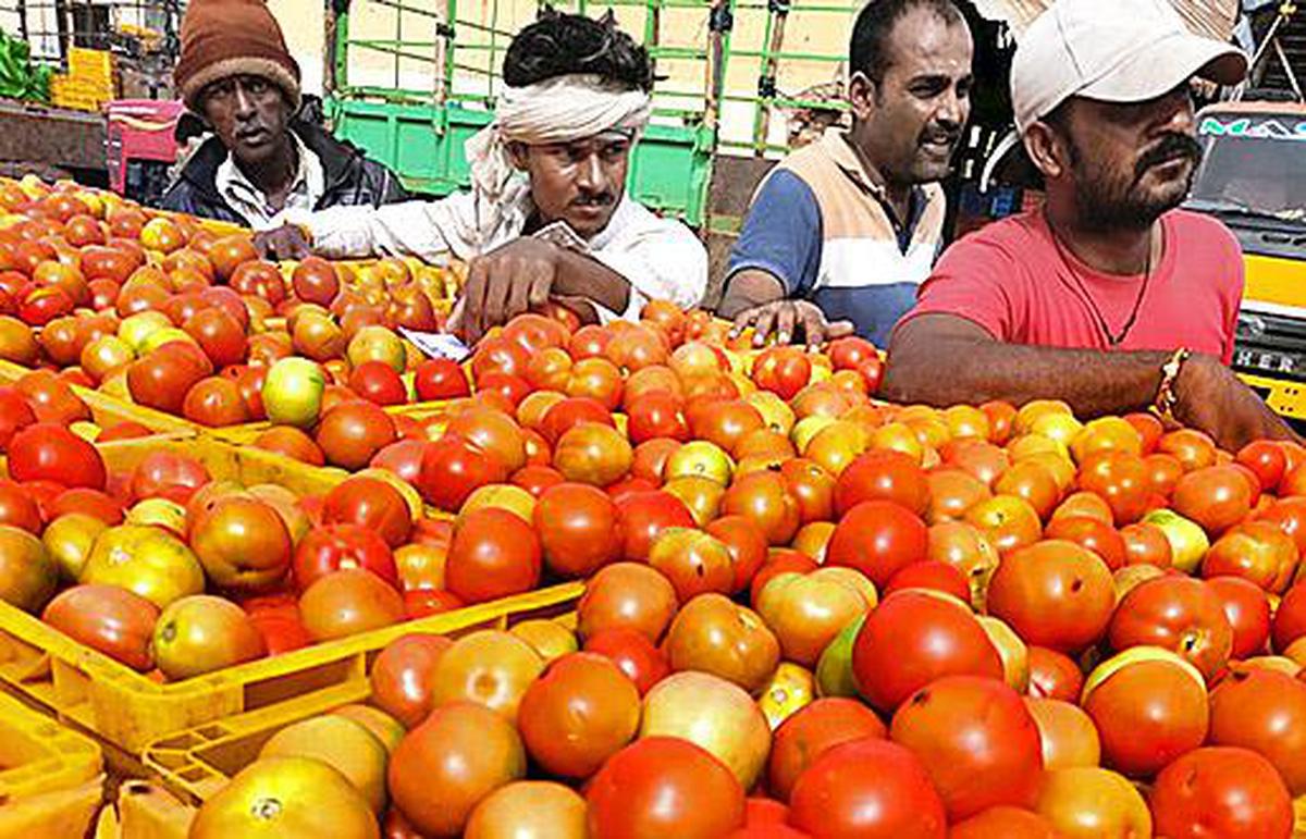 Government is seeking to buy tomatoes directly from farmers