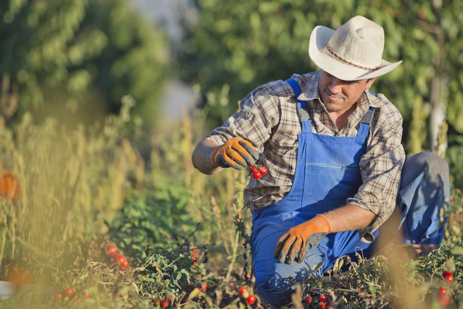 tariff reductions will increase business prospects for American farmers in this crucial market. 