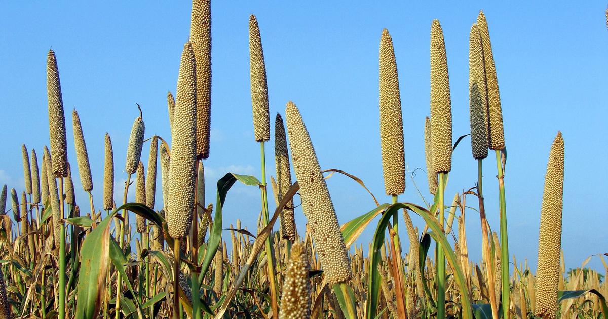 Bajra(Pearl Millet)