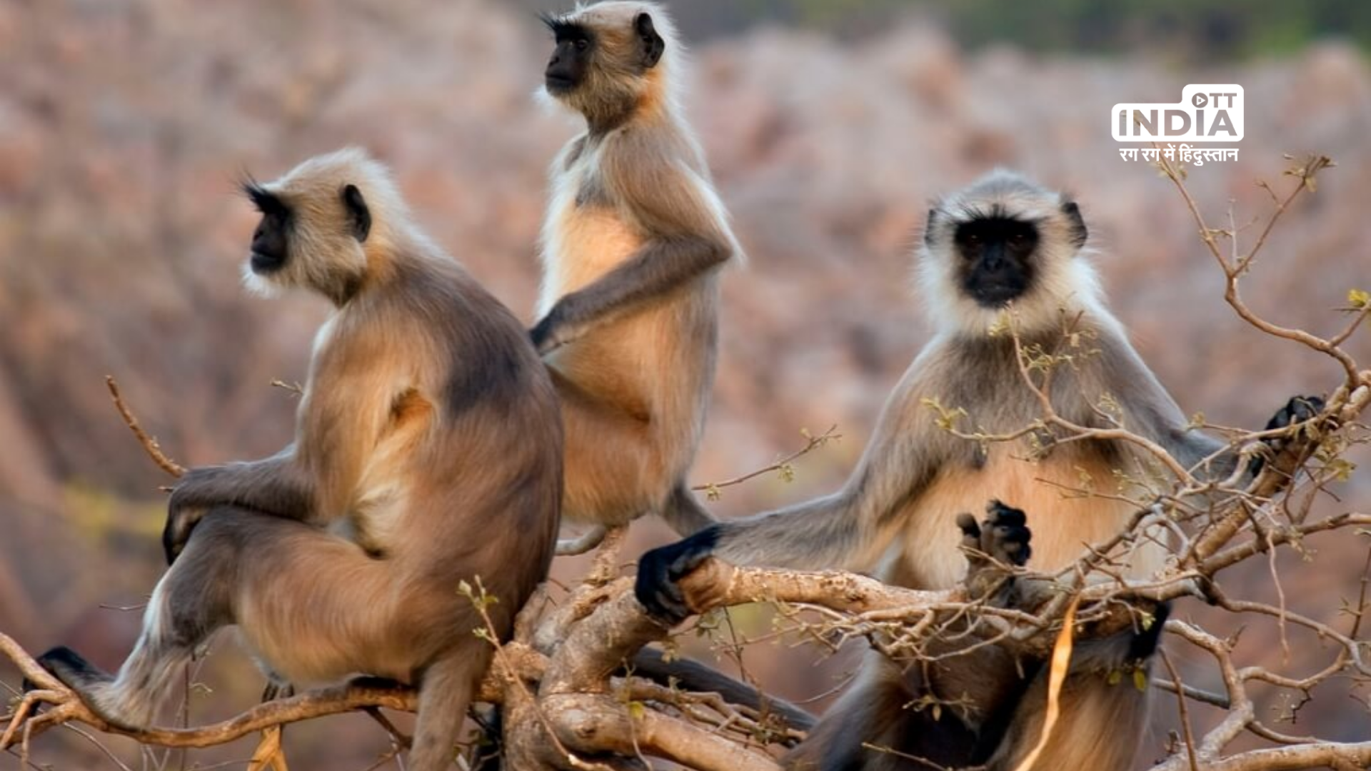A 10-year-old boy was killed by monkeys in Gandhinagar, Gujarat