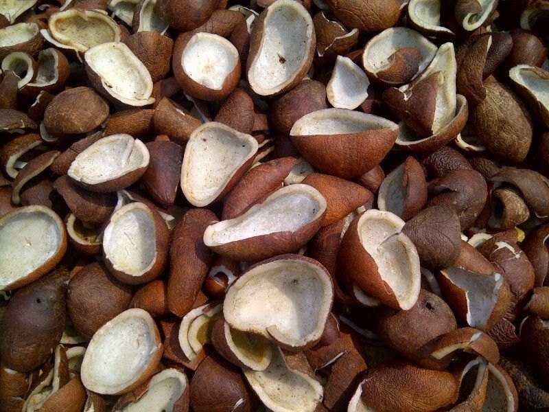 Cabinet Committee on Economic Affairs decided to raise minimum support price (MSP) of copra for the 2024