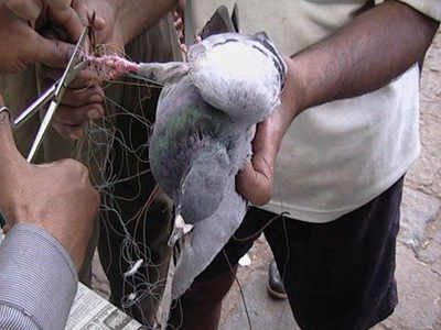 A pigeon strangulated in kite threat 