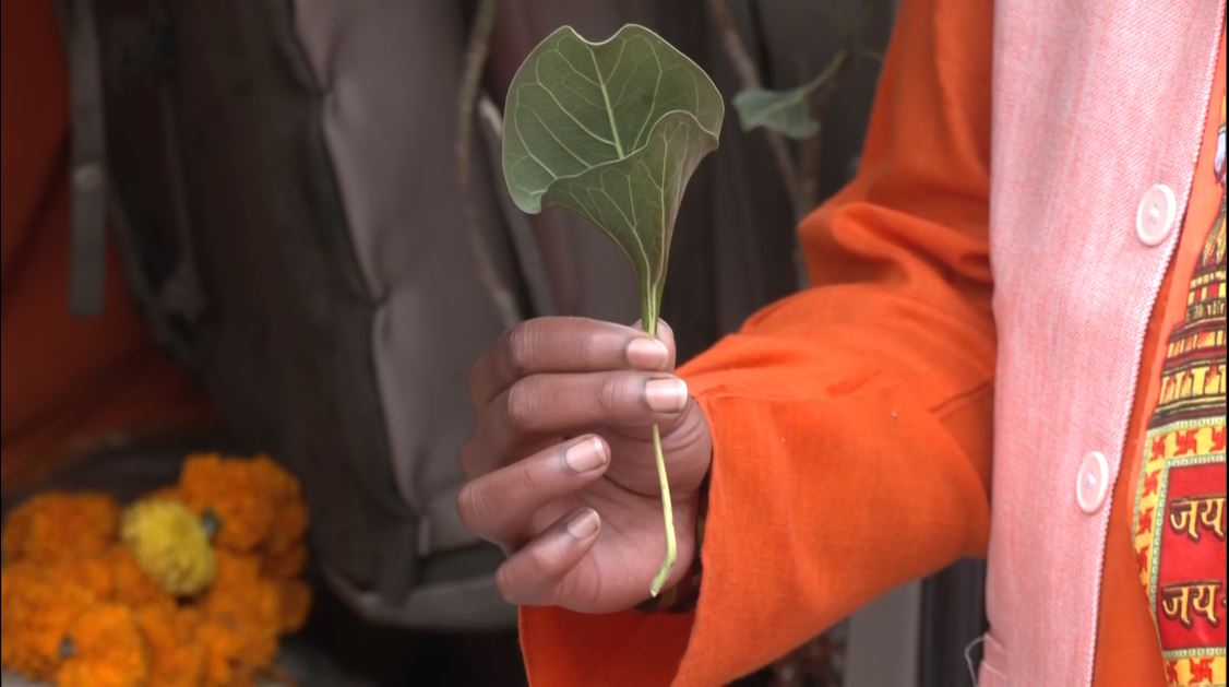 The bowl shaped plant leaf