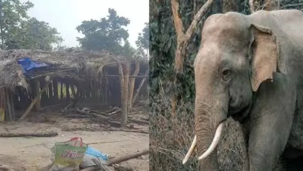 Chhattisgarh: Elephants trampled 2 children to death in Surajpur, investigation begins