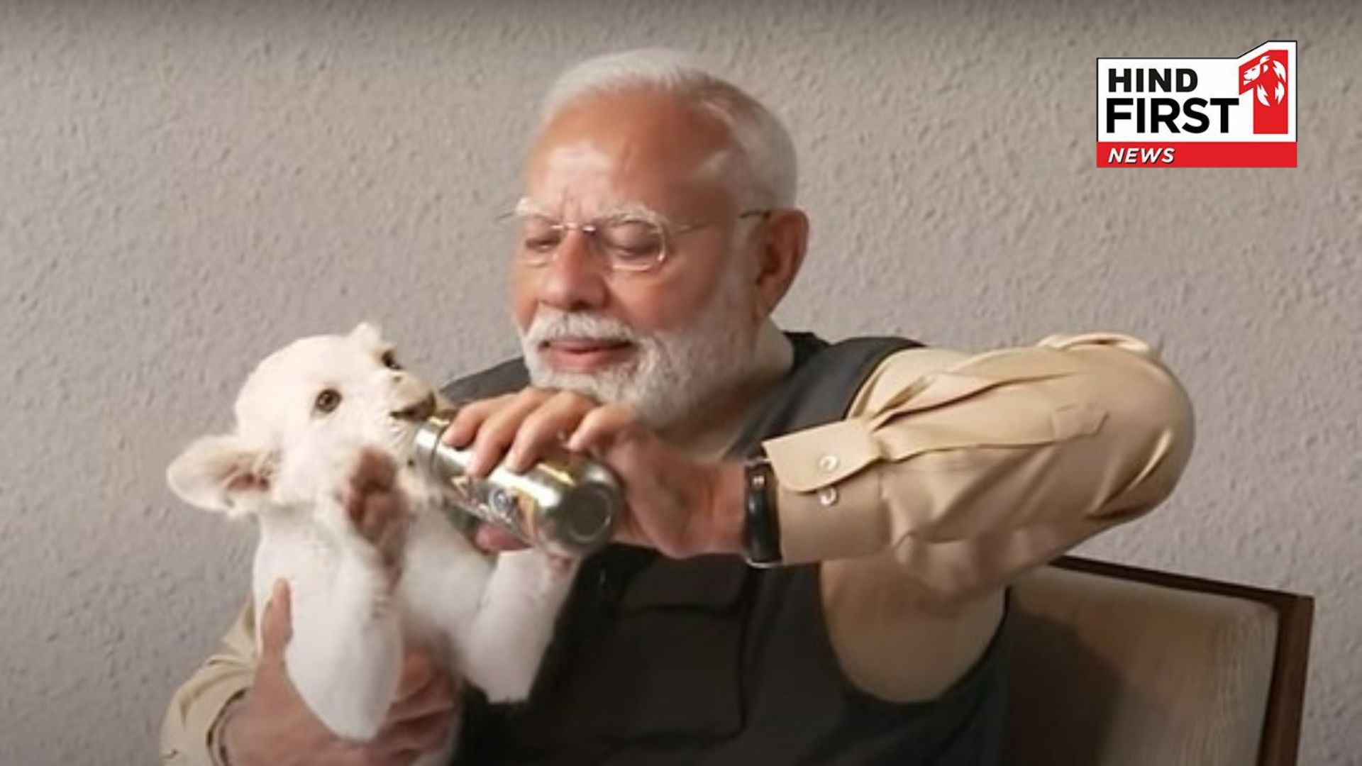 Video: PM Modis love for lion cubs picked them up in his lap, fed them milk