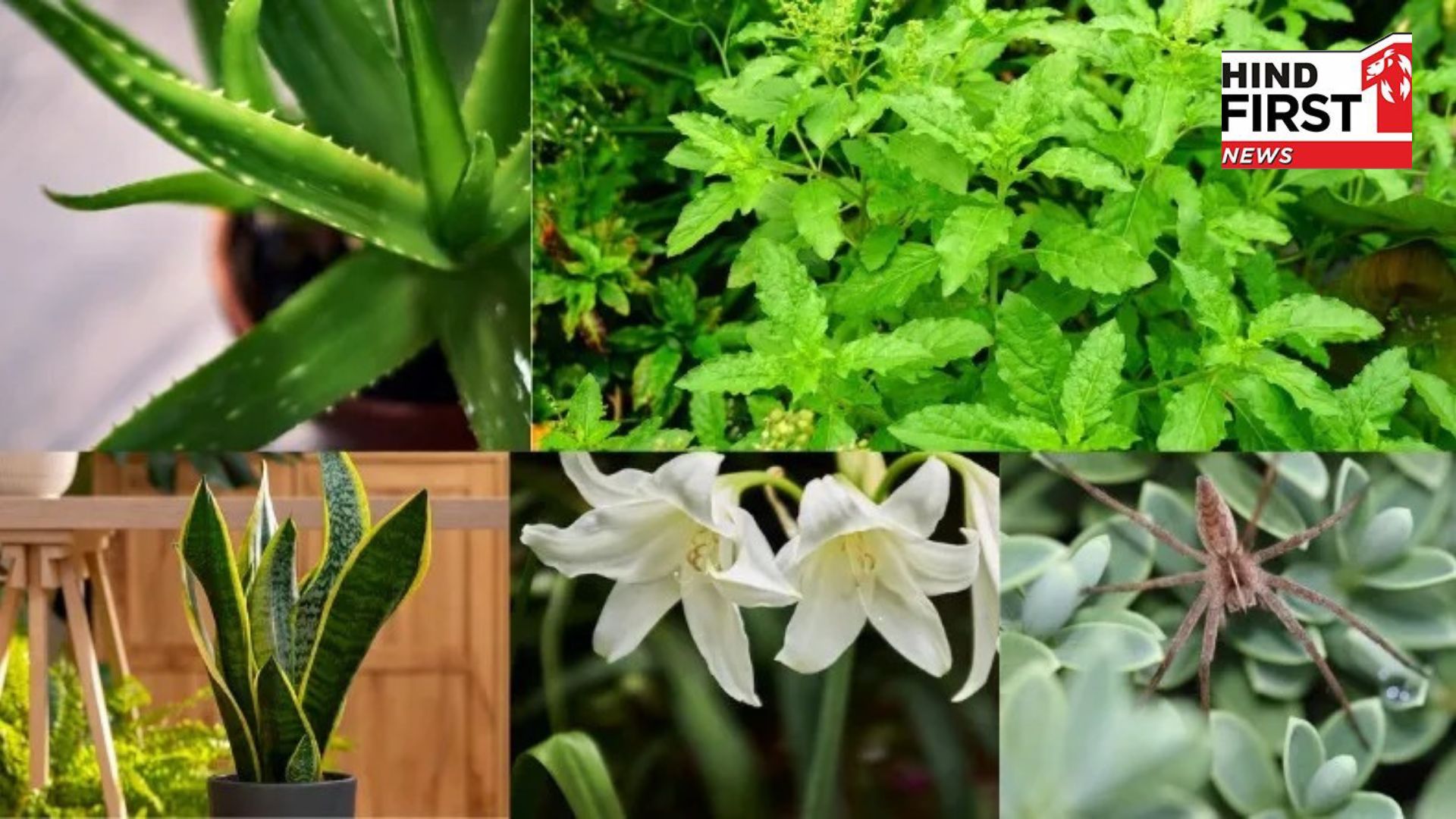 5 miraculous plants that will make you and your family healthy! 5 miraculous plants that will make you and your family healthy!