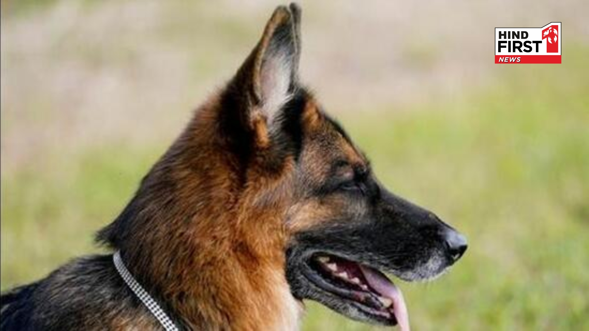 AMC Plans New Rules for Pet Dog Ownership After Infants Death AMC Plans New Rules for Pet Dog Ownership After Infants Death