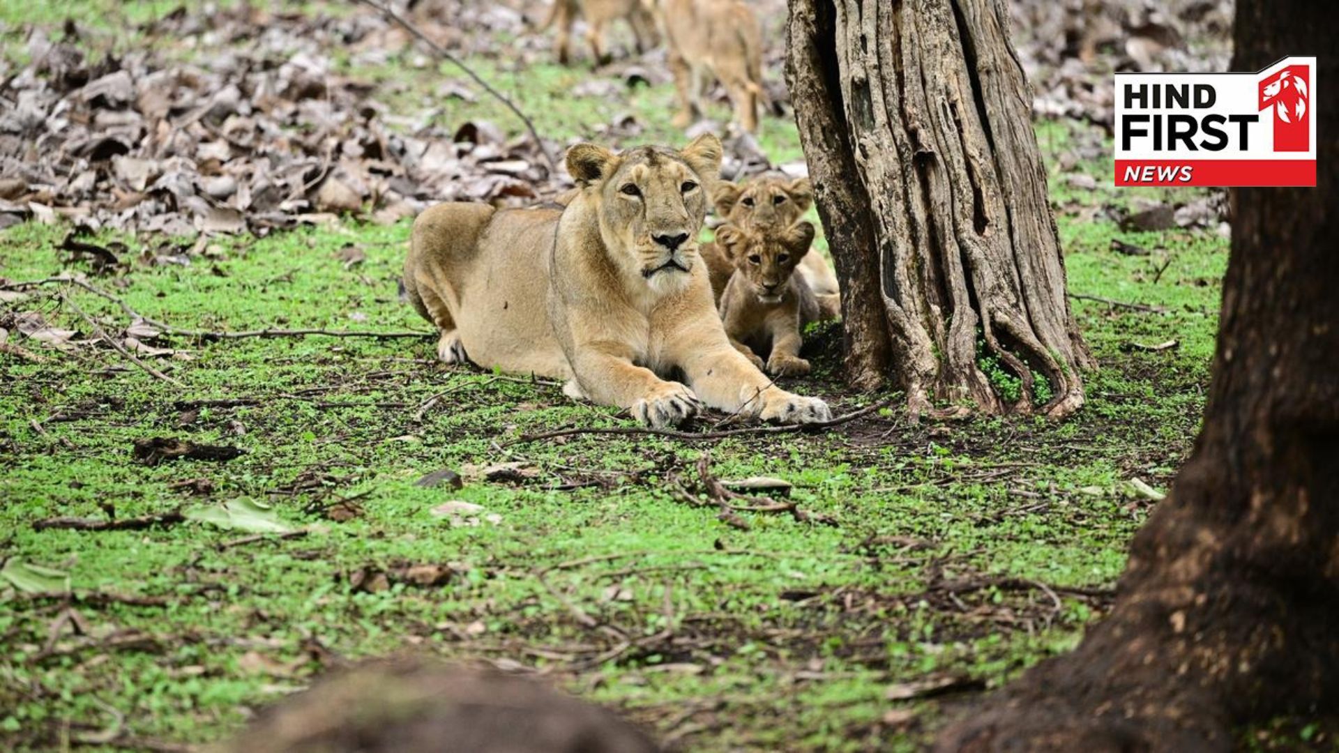 Lion population in Gujarat goes up from 674 to 891 in 5 years; footprint also expands