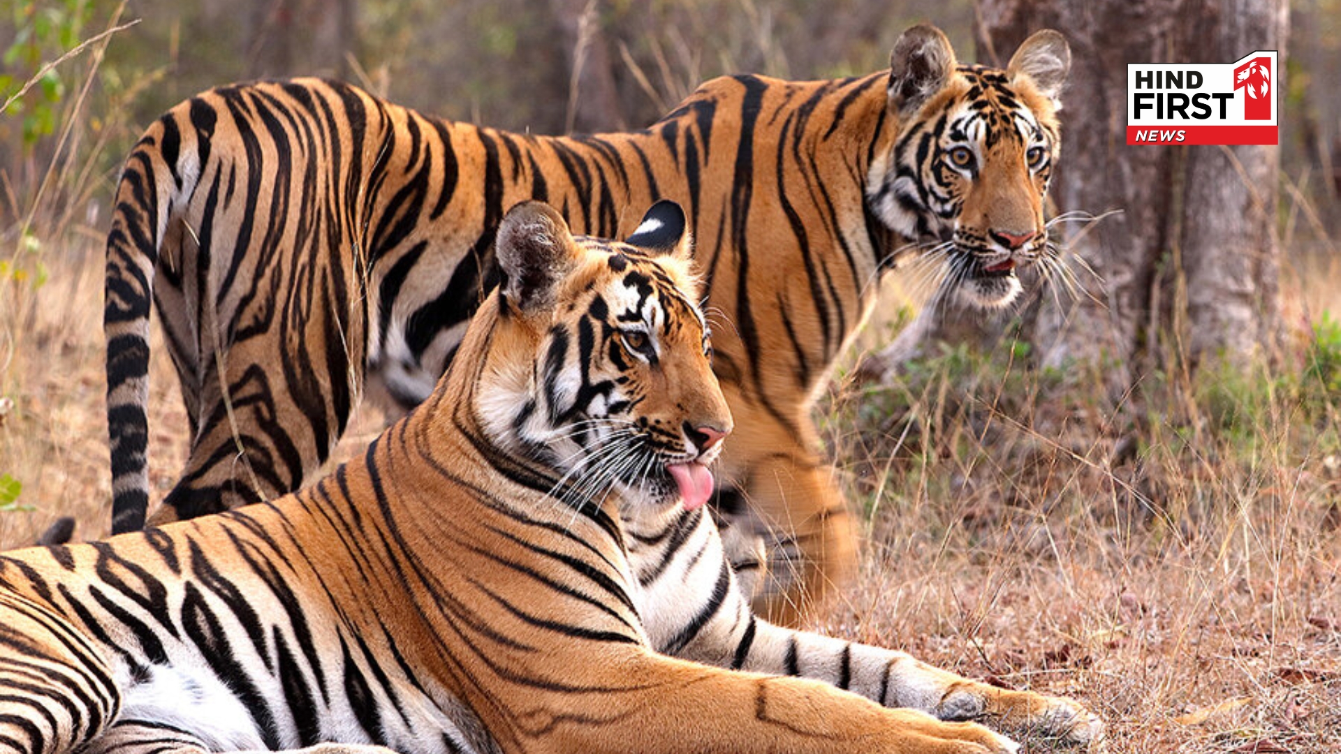 International Tiger Day 2025: THIS is How MP Set an Example in Tiger Conservation