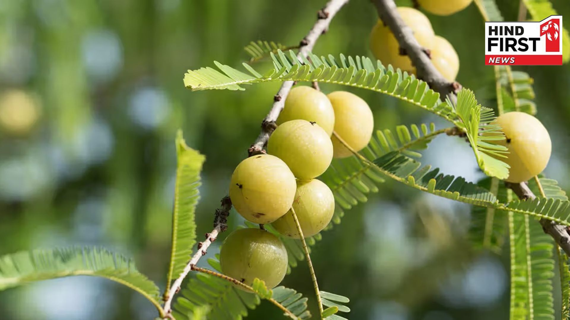 This happens to your skin if you eat Amla daily