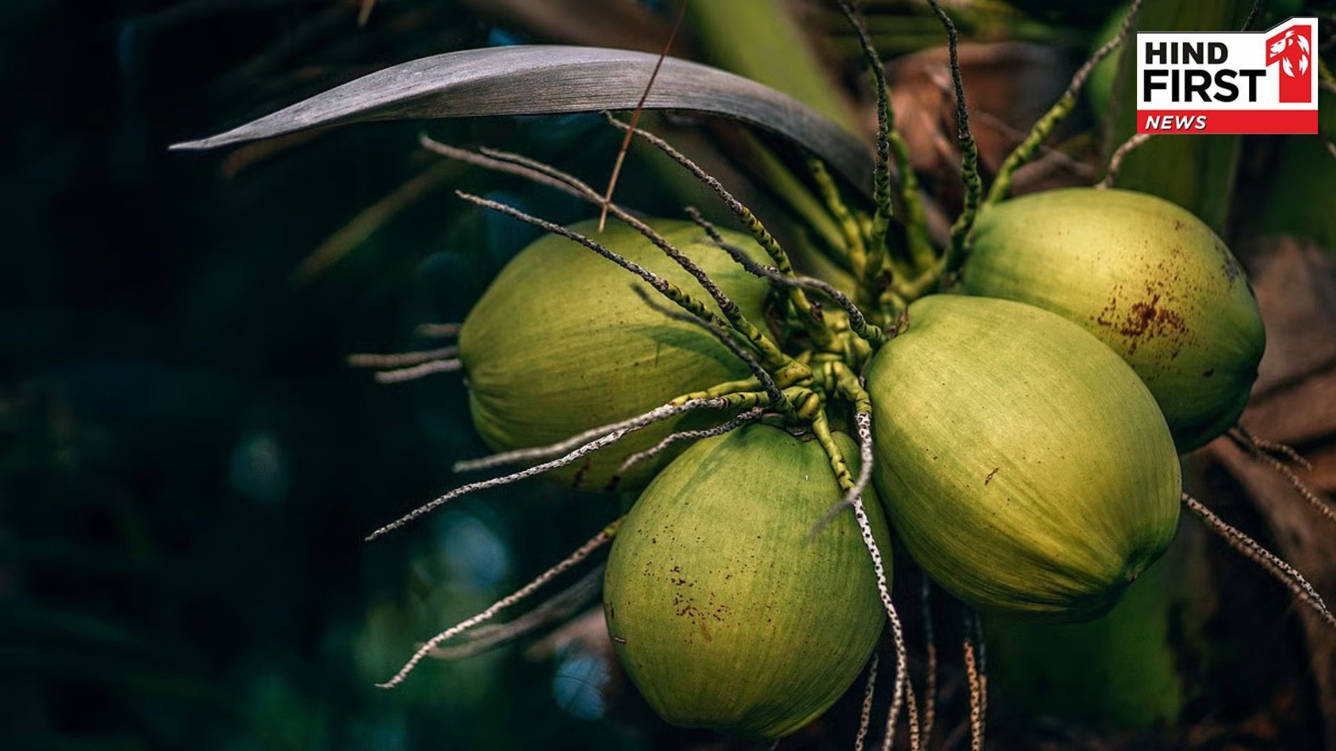 World Coconut Day 2025: You may not know these amazing things about coconut World Coconut Day 2025: You may not know these amazing things about coconut