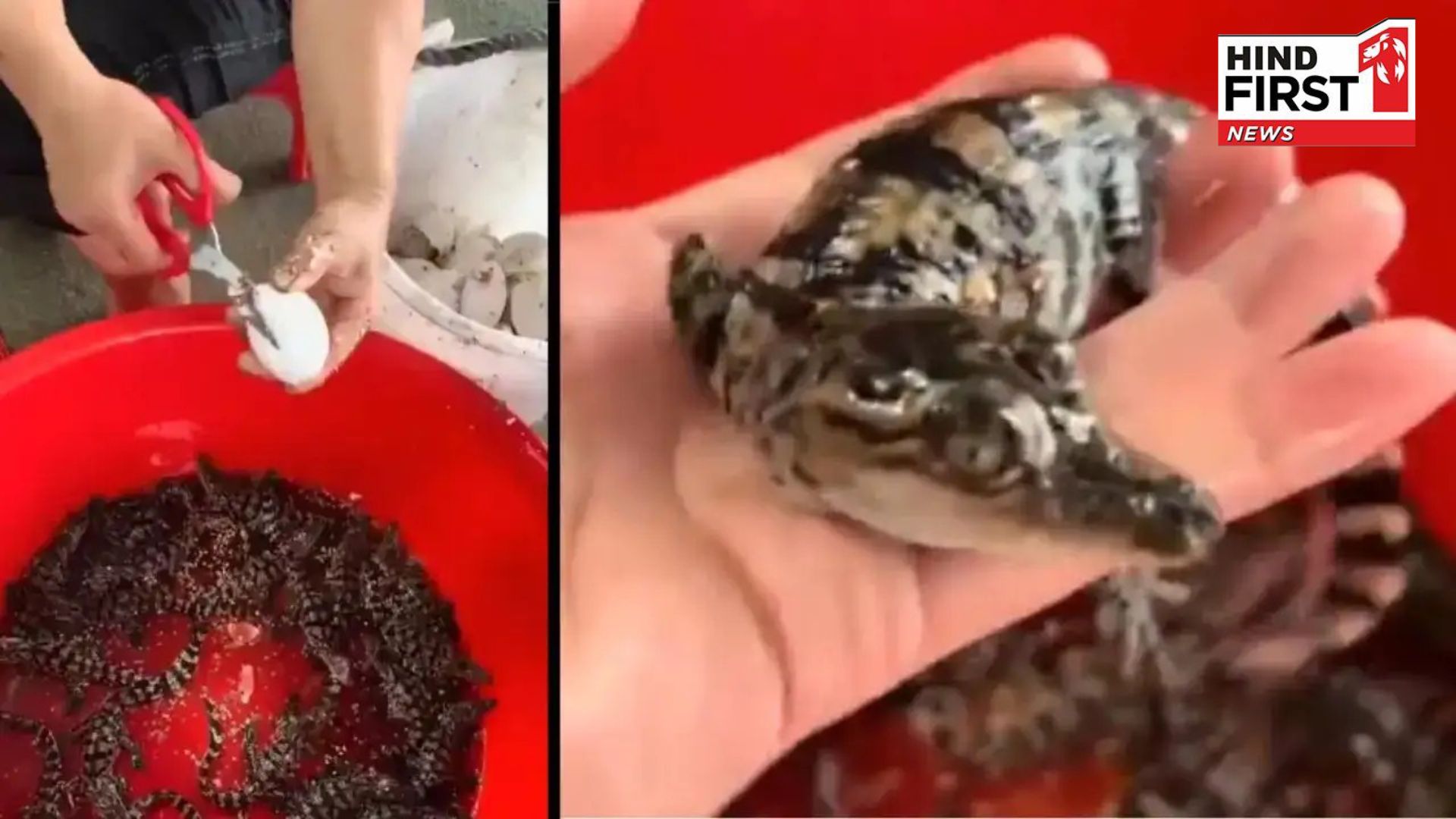 Have you ever seen a crocodile hatch from an egg? Viral video sets the internet ablaze